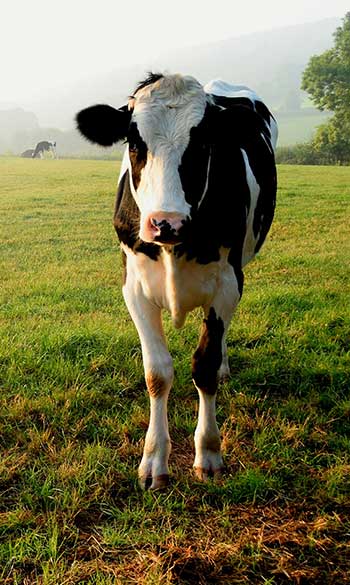 Black and White Cow