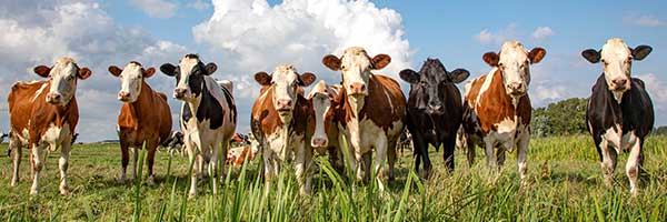 Row of cows standing in a field